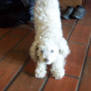 Possum the minature poodle