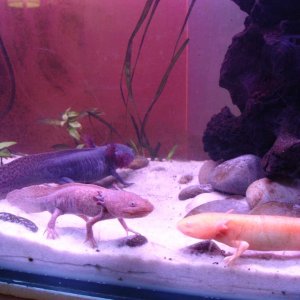 My three axies, im not sure if the black one is a girl or a boy.