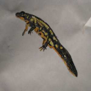 Cynops ensicauda popei(I wish I had some)
Drawn with crayon