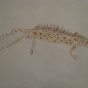 Triturus Dobrogicus 
Drawn with tiny colored pencil dots