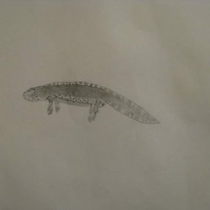 Mesotriton a. apuanas
Drawn with graphite pencil