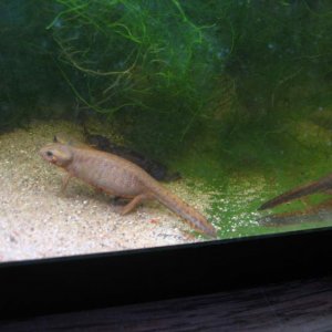 C. cyanurus (VERY plump female - male hiding behind her)