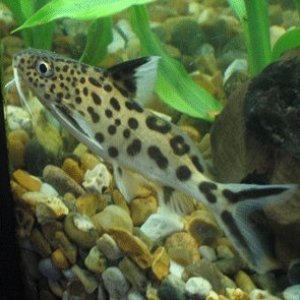 Synodontis multipunctatus