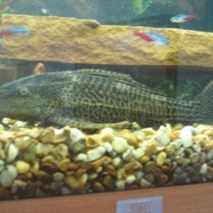 Hypostomus plecostomus - also known as 'Spike'