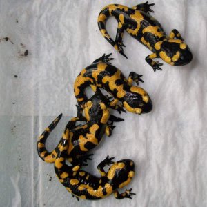 S s salamandra (Ukraine)