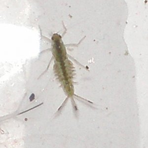 A mayfly larvae (I think) ate nearly all my daphnia :(