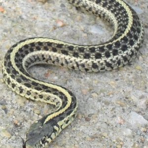 Thamnophis radix