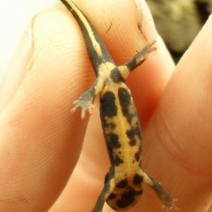 Cynops ensicauda popei fully terrestrial venter