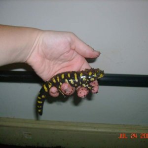 Milo Tiger Salamander