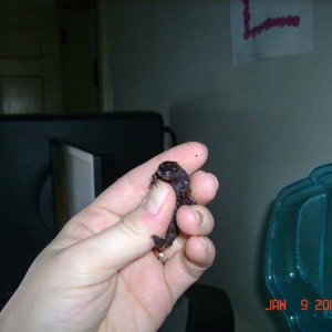 Randall Yellow Spotted Salamander R.I.P 16JUL2009, wasn't he so cute?