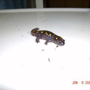 Randall Yellow Spotted Salamander R.I.P 16JUL2009