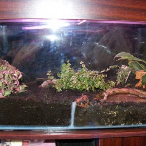 The frog tank just after we added the new plants (pink one at the front and green one in the middle)