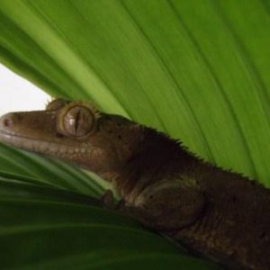 Crested Gecko