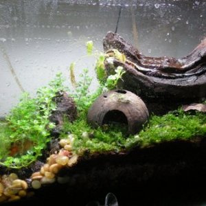 10 gallon frog (PDF)