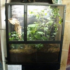 veiled chameleon baby cage