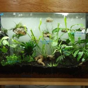 90 gallon vivarium