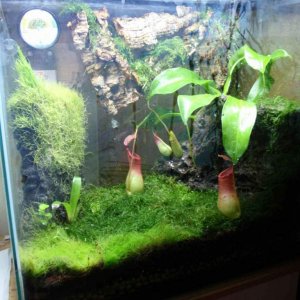 15 gallon tall PDF tank. Dying dart frogs 1.1
Ventricosa pitcher plant