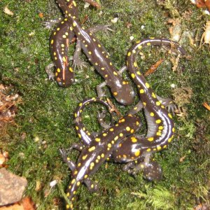 Ambystoma maculatum