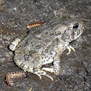 Bufo woodhousii juvenile