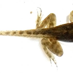 Acris crepitans morph