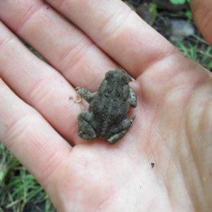 Bufo woodhousii juvenile