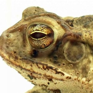 Male Bufo Nebulifer