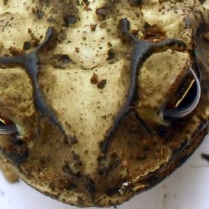 Female Bufo Nebulifer Cranium