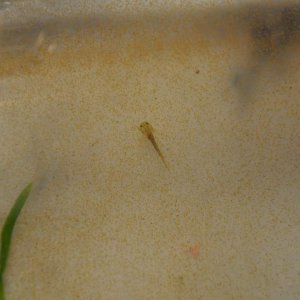 Munching on brine shrimp