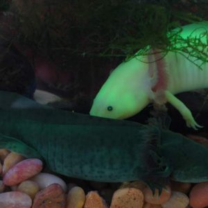 GFP Melanoid and GFP leucistic