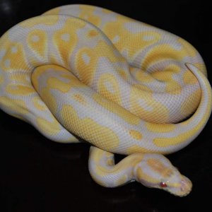 albino ball python