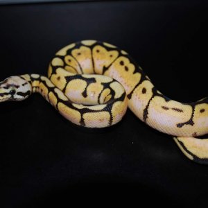 bumblebee ball python