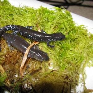 Ambystoma laterale