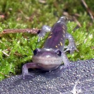 Ambystoma maculatum 1