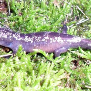 Ambystoma opacum 1