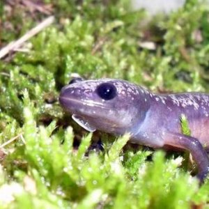 Ambystoma opacum 3