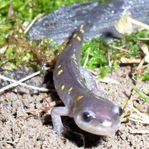 Ambystoma maculatum 2