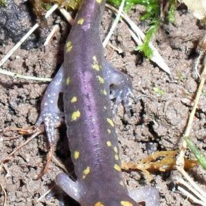 Ambystoma maculatum 3