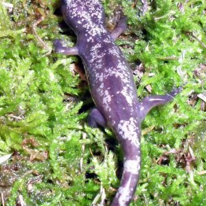 Ambystoma opacum 2