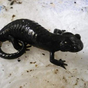 salamandra atra atra