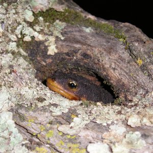 The California newt we have at the zoo, He likes to climb up the limbs and hide in tree holes...terribly cute!