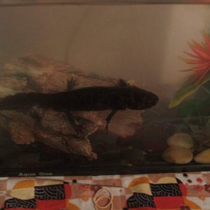 glom in his original crappy tank