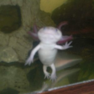 axolotl dance