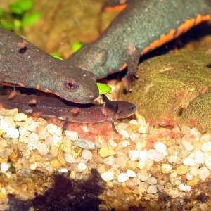 Today we have daphnias for dinner! 
Cynops orientalis DO NOT eat their larvae.