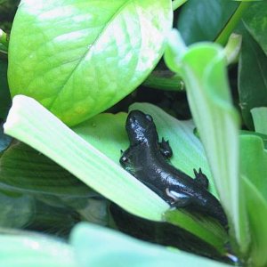 Diana on water lettuce