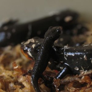 N-newt with it's mother, Sibylla