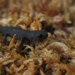 N-newt