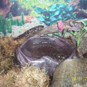 The smaller one is one the log. The bigger one is taking a quick dip.