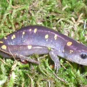 Ambystoma maculatum