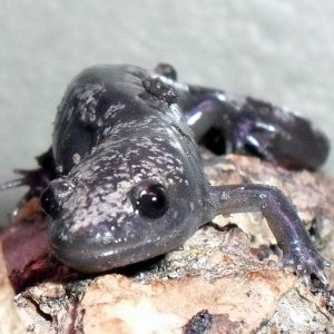 Ambystoma opacum