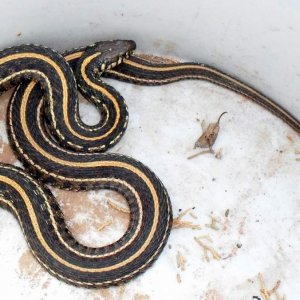 Thamnophis radix ,color variant 2